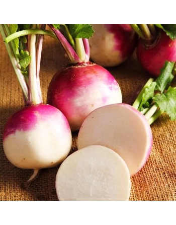 Flat Purple Top Turnip Globe - [ Seed2Go - Canada ] - V-FPTT - Turnip
