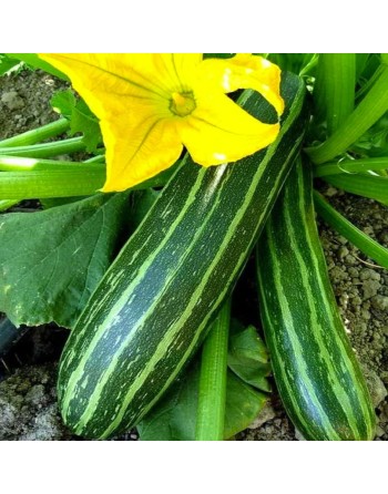 Costata Romanesco Zucchini, Italian Ribbed Zucchini - [ SEED2GO.CA] - V-ZRS - Zucchini