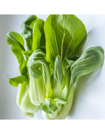 Pak Choy, Bok Choy, Chinese Cabbage Seeds - [ Shop Canadian Seeds Online ]  - Cabbage - 