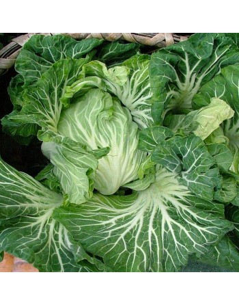Portuguese Kale, Tronchuda Beira, Cabbage, Portugal Origin, Kale Seeds - [ Seed2Go.ca ] - [Seed Packets] - Cabbage - 