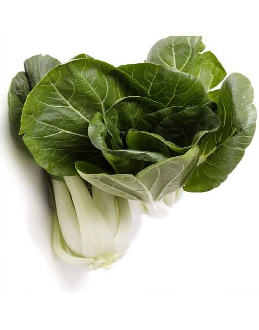 Short White Stock Cabbage, White Stem, Ho Tau Bok - [ Garden Seeds, Seed2Go.ca] - V-BCC - Cabbage
