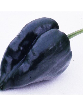 Mulato Isleño Poblano, Purple Mild Pepper, Chile Relleno Mole Sauce, Pepper Seeds - [ Seed2Go.ca ] - [Seed Packets] - Pepper See