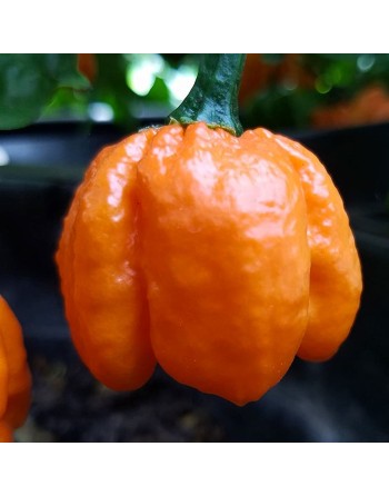 Scotch Bonnet Orange Pepper Seeds, Orange Pepper, Jamaican Bahamian Pepper Seeds - [ Shop Canadian Seeds Online ]  - Pepper Seed