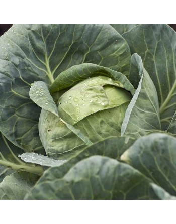 Golden Acre Cabbage, Coleslaw or Stir-Fry Cabbage Seeds, North American - [ Shop Canadian Seeds Online ]  - Cabbage - 