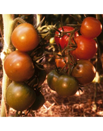 Rutgers Tomato, Heirloom, Globe Shaped, Tomato Seeds - [ Shop Canadian Seeds Online ]  - Tomato Seeds - 