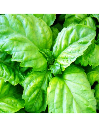 Napoletano Bolloso, Italian Basil, Italian Large Leaf Basil Seeds - [ Seed2Go.ca ] - [Seed Packets] - Herb Seeds - 