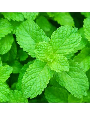 Peppermint Herb Seeds, Mentha x Piperata, The Best Mint, Hot Heat, Spreader - [ Seed2Go.ca ] - [Seed Packets] - Mint - 