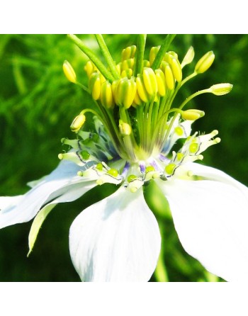 Roman Coriander Cumin, Black Cumin, Nutmeg Flower, Cumin Seeds - [ Seed2Go.ca ] - [Seed Packets] - Cumin - 