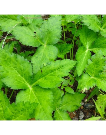 Japanese Parsley Seeds, Mitsuba East Asian Wild Parsley, San Ye Qin - [ Seed2Go.ca ] - [Seed Packets] - Parsley - 