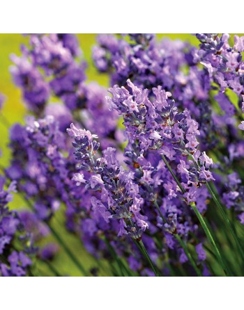 Vera Lavender Herb, English, Lavender Herb Seeds - [ Seed2Go.ca ] - [Seed Packets] - Herb Seeds - 