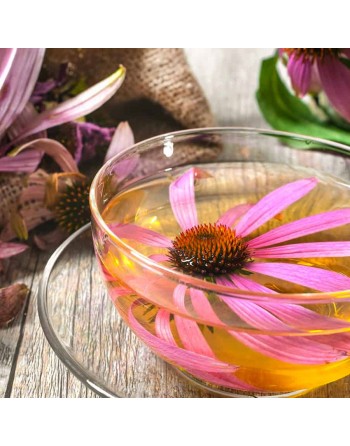 Purple Coneflower, Perennial Echinacea Herb Flower Seeds - [ Seed2Go.ca ] - [Seed Packets] - Echinacea - 