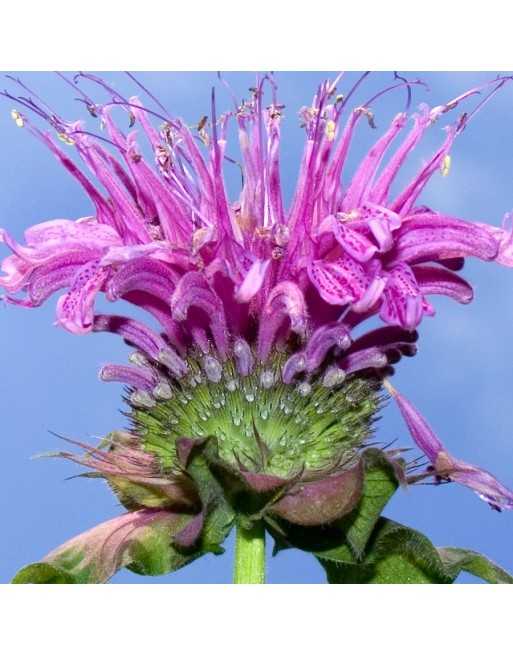 Lemon Bergamot Mint Herb Flower - [ Seed2Go - Canada ] - VH-BERG - Bergamot