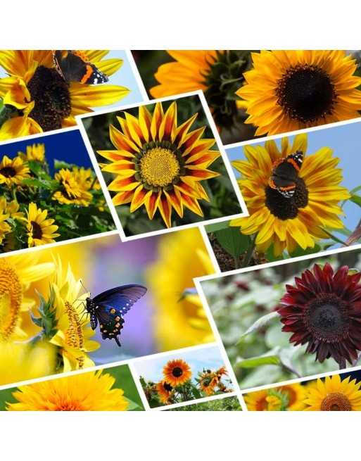 Autumn Beauty Mix Sunflowers - [ Shop Canadian Seeds Online ]  - Flower Seed - 