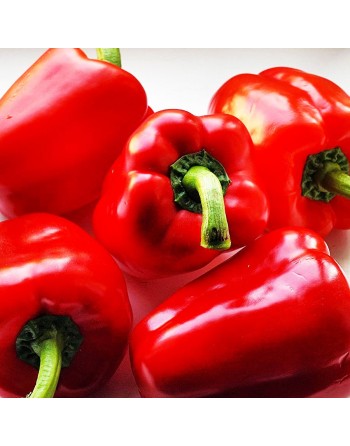 Yolo Wonder Red Bell Pepper, Sweet Pepper Seeds - [ Shop Canadian Seeds Online ]  - Pepper Seeds - 