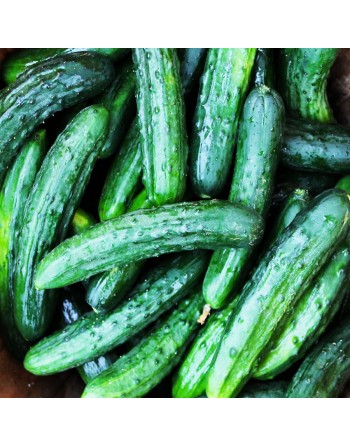 Chinese Cucumber Seeds, Suyo Long - [ Shop Canadian Seeds Online ]  - Cucumber - 