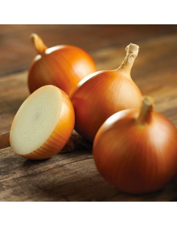 'Golden' Onion of Parma, Italy, Golden Yellow Onion Seeds - [ Shop Canadian Seeds Online ]  - Onion - 