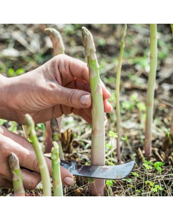 Old Fashioned Mary Washington Asparagus Seeds, Vegetables - [ Seed2Go.ca ] - [Seed Packets] - Asparagus - 