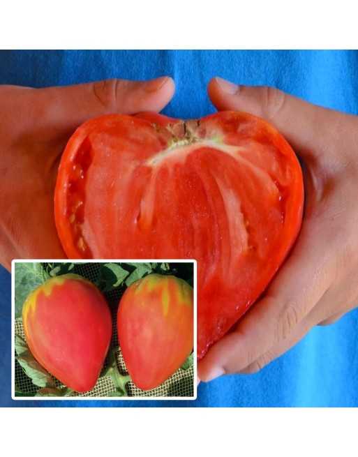 Oxheart Tomato, Cuor Di Bue, Heart of Beef Tomato Seeds - [ Seed2Go.ca ] - [Seed Packets] - Tomato Seeds - 