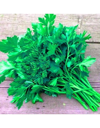 Italian Giant Parsley Seeds, Gigante Di Napoli Italia, Large Leaf Herb - [ Seed2Go.ca ] - [Seed Packets] - Herb Seeds - 