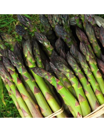 Old Fashioned Mary Washington Asparagus Seeds, Vegetables - [ Seed2Go.ca ] - [Seed Packets] - Asparagus - 