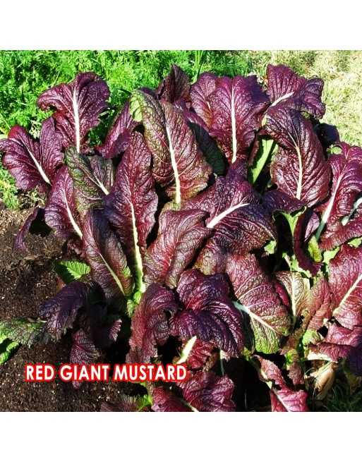 Red Giant Mustard Spinach, Giant Red Japanese Mustards - [ Garden Seeds, Seed2Go.ca] - V-RGM - Mustard Greens