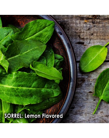 Sour Sorrel, Transylvanian, Ambada Bhaji, Herb Spice, Sorrel Seeds, Lemon Flavor - [ Seed2Go.ca ] - [Seed Packets] - Leek - 