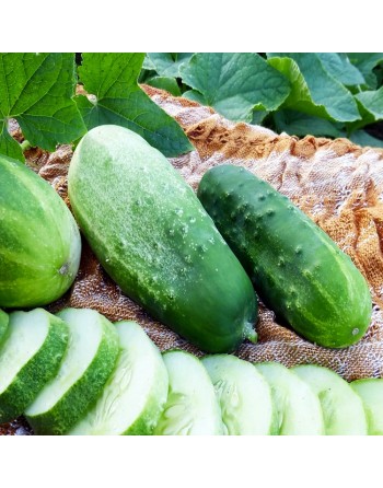 Homemade Pickles Cucumber Seeds, High Yielding, Pickling Cucumber - [ Shop Canadian Seeds Online ]  - Pickling Cucumbers - 