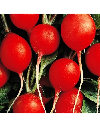 Cherry Belle Radish Seeds, Raphanus Sativus - [ Shop Canadian Seeds Online ]  - Radish - 