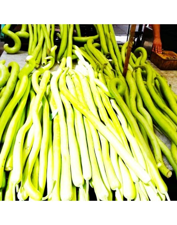 Sicilian Snake Cucuzzi, Italian Slender Long Zucchini, Serpent of Sicily, Edible Gourd Seeds - [ Shop Canadian Seeds Online ]  -