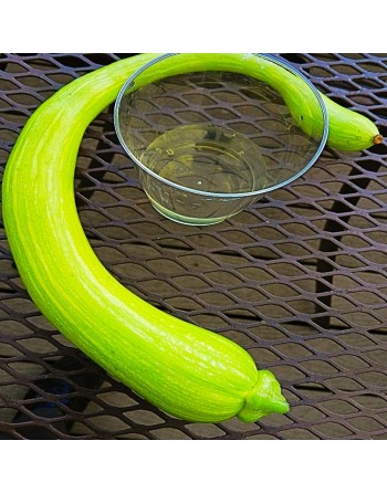 Sicilian Snake Cucuzzi, Italian Slender Long Zucchini, Serpent of Sicily, Edible Gourd Seeds - [ Shop Canadian Seeds Online ]  -