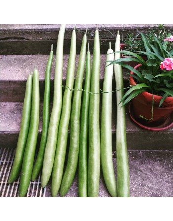 Sicilian Snake Cucuzzi, Italian Slender Long Zucchini, Serpent of Sicily, Edible Gourd Seeds - [ Shop Canadian Seeds Online ]  -