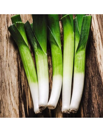 Italian Carentan Leek 2, Swiss Giant Leek Seeds - [ Shop Canadian Seeds Online ]  - Leek - 