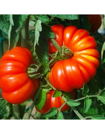 Costoluto Genovese Tomato Seeds, Intense Italian Original - [ Seed2Go.ca ] - [Seed Packets] - Tomato Seeds - 