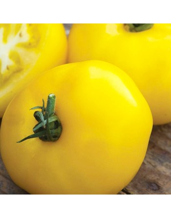 Sunny Boy Golden Cherry Tomato, Globe, 1", Organic - [ Seed2Go Canada ] - BT5-VGT-SBF1 - Tomato