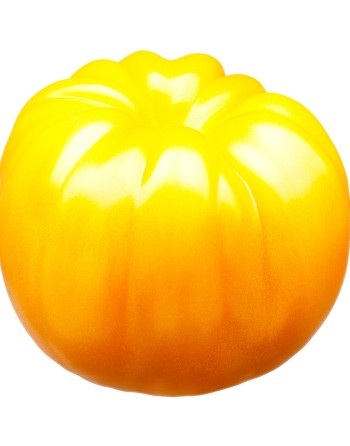 Sunny Boy Golden Cherry Tomato, Globe, 1", Organic - [ Seed2Go Canada ] - BT5-VGT-SBF1 - Tomato