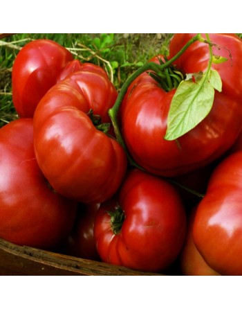 Brandywine Pink Tomato Seeds, Organic, Amish Tomato - [ Seed2Go.ca ] - [Seed Packets] - Tomato Seeds - 