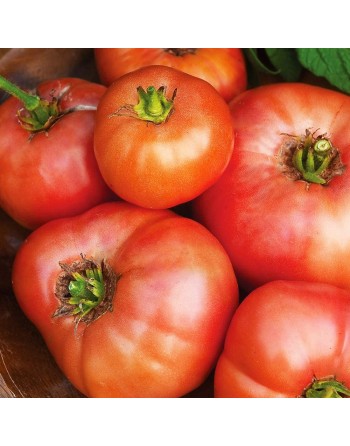Brandywine Pink Tomato Seeds, Organic, Amish Tomato - [ Seed2Go.ca ] - [Seed Packets] - Tomato Seeds - 