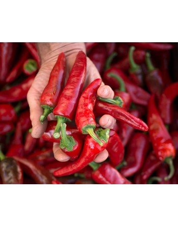 Martinez Red Chimayo Mexican Pepper, Pueblo Indians, Spice & Sweet - [ Shop Canadian Seeds Online ]  - Pepper Seeds - 