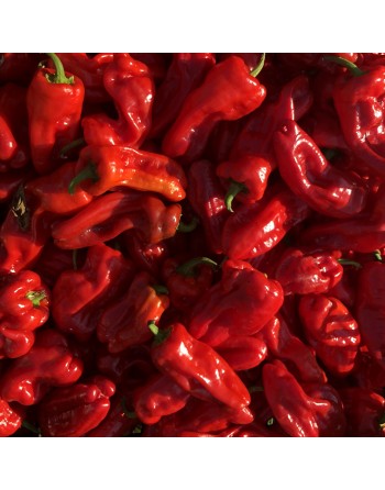Martinez Red Chimayo Mexican Pepper, Pueblo Indians, Spice & Sweet - [ Shop Canadian Seeds Online ]  - Pepper Seeds - 