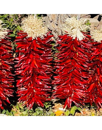 Martinez Red Chimayo Mexican Pepper, Pueblo Indians, Spice & Sweet - [ Shop Canadian Seeds Online ]  - Pepper Seeds - 