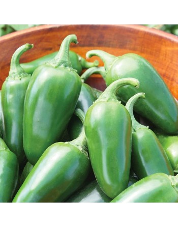 Jalapeño M Pepper, Improved, Veracruz, Mexico,  Pepper Seeds - [ Seed2Go.ca ] - [Seed Packets] - Pepper Seeds