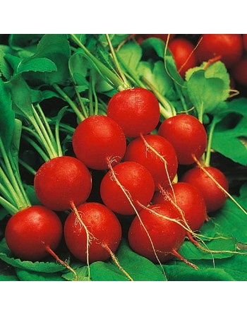 Sora Red Bunching Radish Seeds, German Variety, Radish Seeds - [ Shop Canadian Seeds Online ]  - Radish - 