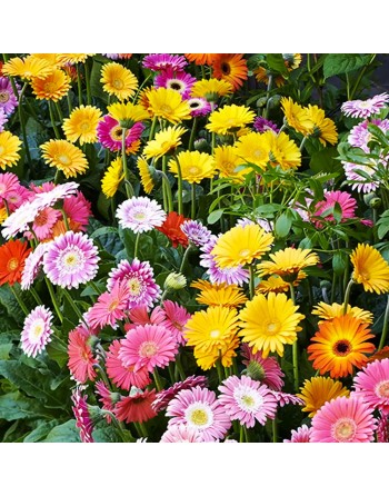 Bird and Butterfly Spring Mix Flower Seeds - [ Shop Canadian Seeds Online ]  - Spring Mix, Pollinators - 