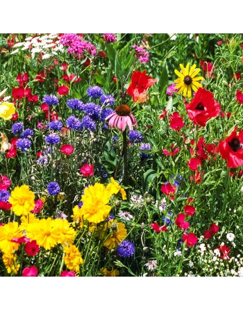Wild Mixed Spring/Summer/Fall Flowers Seed Mixes - [ Shop Canadian Seeds Online ]  - Spring Mix, Pollinators - 