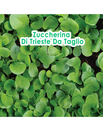 Leaf Chicory, Zuccherina Di Trieste Da Taglio, Sugar Cutting Chicory - [ SEED2GO.CA] - VH-CTLG - Chicory Endive & Escarole