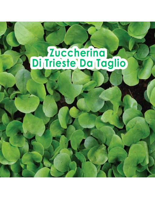 Leaf Chicory, Zuccherina Di Trieste Da Taglio, Sugar Cutting Chicory - [ SEED2GO.CA] - VH-CTLG - Chicory Endive & Escarole