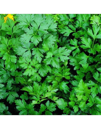 Italian Giant Parsley Seeds, Gigante Di Napoli Italia, Large Leaf Herb - [ Seed2Go.ca ] - [Seed Packets] - Herb Seeds - 
