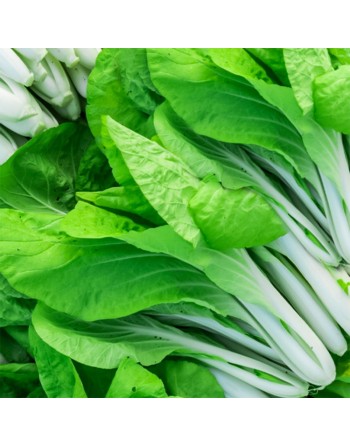 Pak Choy, Bok Choy, Chinese Cabbage Seeds - [ Shop Canadian Seeds Online ]  - Cabbage - 