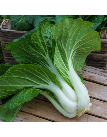 Pak Choy, Bok Choy, Chinese Cabbage Seeds - [ Shop Canadian Seeds Online ]  - Cabbage - 