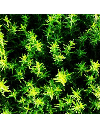 Traditional & Old Fashioned Thyme, Herb Seeds - [ Seed2Go.ca ] - [Seed Packets] - Herb Seeds - 